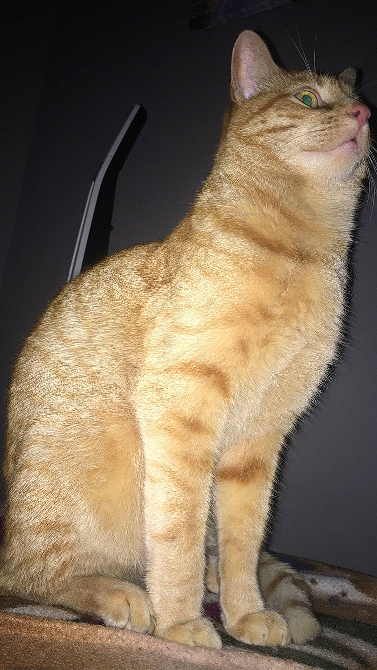 Neals a rejoint le concours — aidez-le/la à gagner de superbes lots ! balance, carnivore, cat, claw, fawn, felidae, fur, paw, small_to_medium_sized_cats, snout, tail, terrestrial_animal, whiskers, wildlife