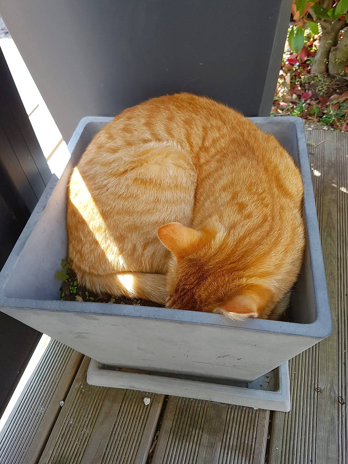 Neals participe au concours pour gagner de l'argent avec cette photo : carnivore, cat, cat_supply, comfort, cuisine, dish, domestic_short_haired_cat, fawn, felidae, fur, hat, ingredient, mammal, nap, pet_supply, small_to_medium_sized_cats, tail, vertebrate, whiskers, wood