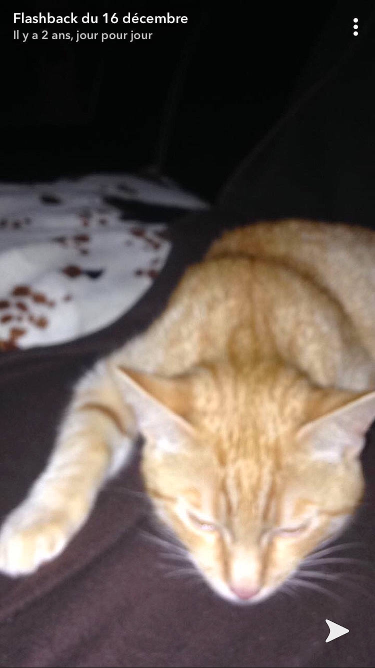 Neals participe au concours pour gagner de l'argent avec cette photo : carnivore, cat, claw, domestic_short_haired_cat, fawn, felidae, fur, hat, small_to_medium_sized_cats, snout, tail, terrestrial_animal, whiskers