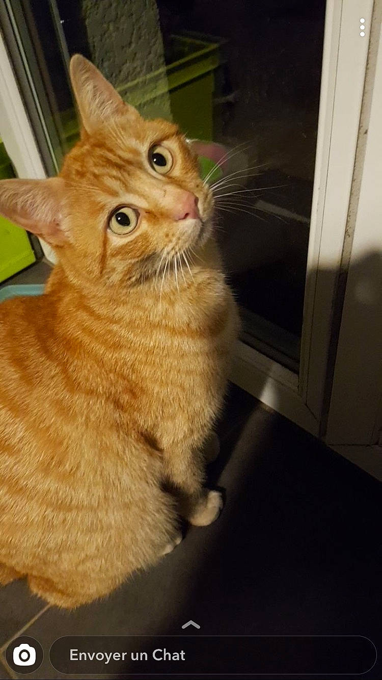 Neals a rejoint le concours — aidez-le/la à gagner de superbes lots ! art, carnivore, cat, claw, domestic_short_haired_cat, door, fawn, felidae, fur, paw, small_to_medium_sized_cats, snout, tail, terrestrial_animal, whiskers, window, wood