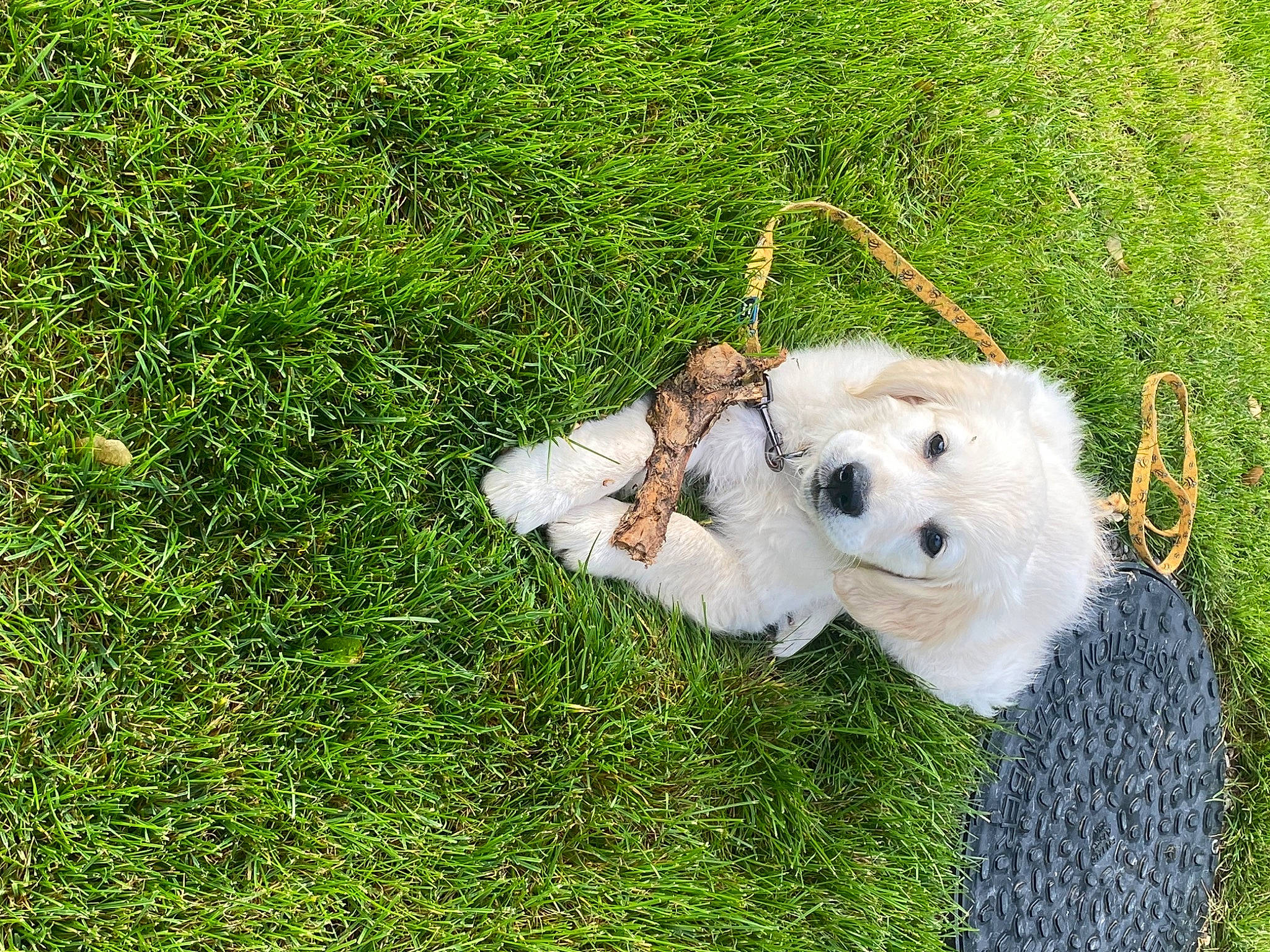 Margot joined the competition — help win amazing prizes! canidae, carnivore, chair, companion_dog, dog, dog_breed, dog_clothes, dog_supply, grass, grass_family, groundcover, labradoodle, lawn, people_in_nature, plant, small_terrier, sporting_group, sunglasses, terrier, toy_dog