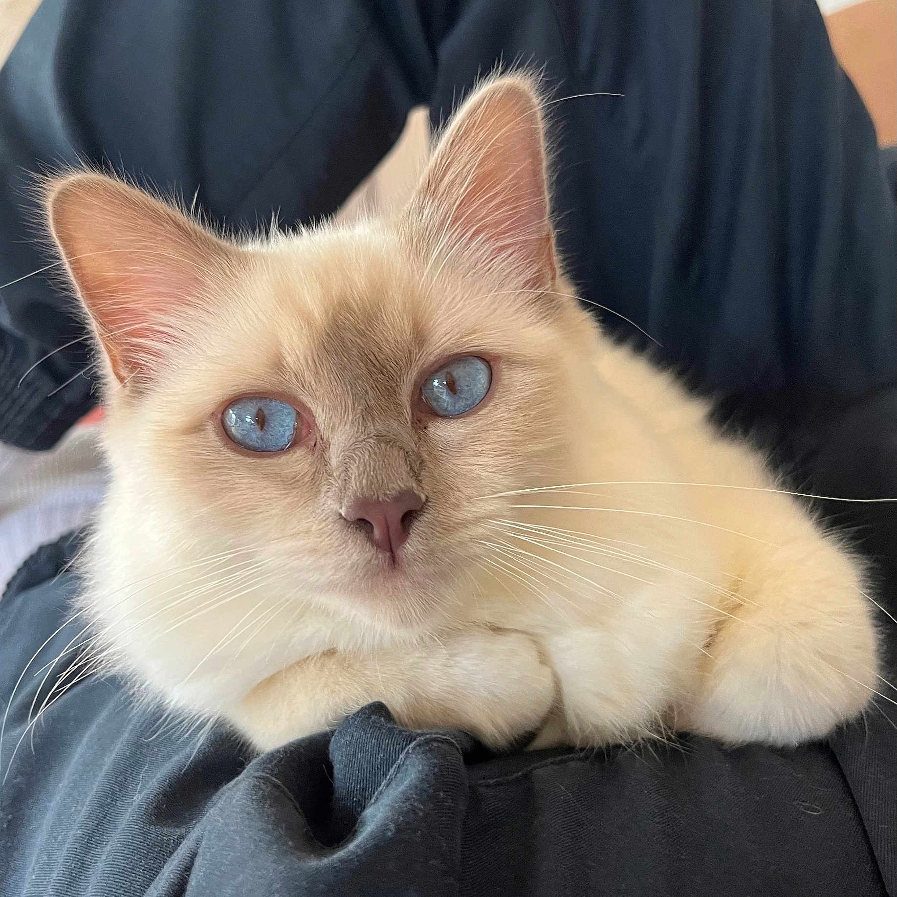 Véga participe au concours pour gagner de l'argent avec cette photo : angora, animal, blanket, cat, kitten, manx, pet, siamese