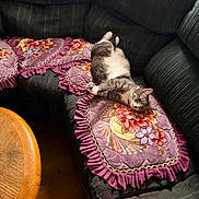 Misty Tran joined the competition — help win amazing prizes! cat, gray_cat, white_cat, pet, animal, lying_down, upside_down, relaxed, indoor, living_room, sofa, cushion, floral_pattern, blanket, fringe, wooden_table, cozy, portrait, whiskers, collar