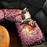 cat, gray_cat, white_cat, pet, animal, lying_down, upside_down, relaxed, indoor, living_room, sofa, cushion, floral_pattern, blanket, fringe, wooden_table, cozy, portrait, whiskers, collar