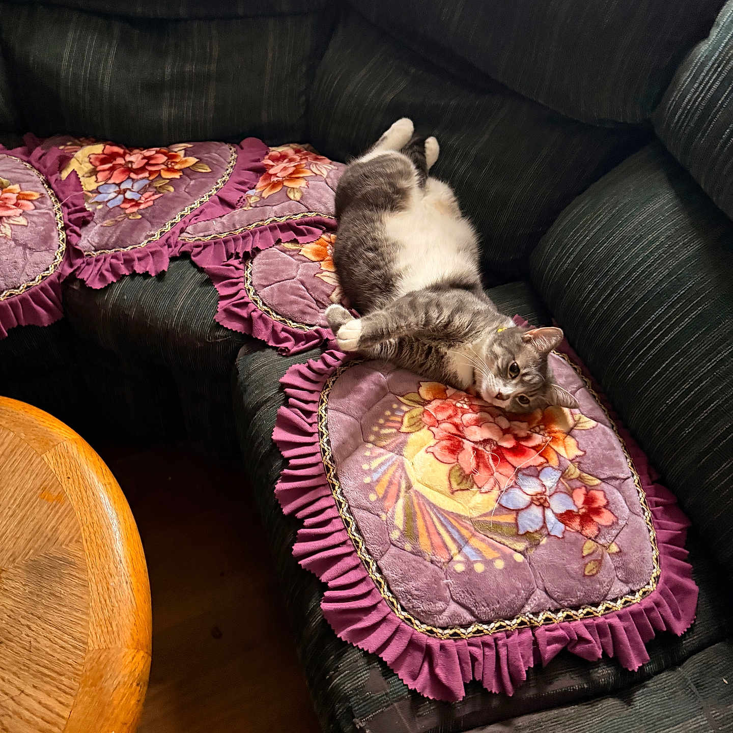 Misty Tran joined the competition — help win amazing prizes! cat, gray_cat, white_cat, pet, animal, lying_down, upside_down, relaxed, indoor, living_room, sofa, cushion, floral_pattern, blanket, fringe, wooden_table, cozy, portrait, whiskers, collar
