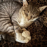 Ella is registered to the contest to win money with this photo: animal, blanket, cat, closeup, cozy, cute, domestic_cat, ears, feline, fur, indoor, leopard_print, paws, pet, relaxed, resting, sleeping, soft, tabby, whiskers