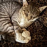 animal, blanket, cat, closeup, cozy, cute, domestic_cat, ears, feline, fur, indoor, leopard_print, paws, pet, relaxed, resting, sleeping, soft, tabby, whiskers
