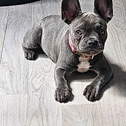 Lyzzie a rejoint le concours — aidez-le/la à gagner de superbes lots ! adorable, animal, canine, collar, companion, cute, dog, domestic_animal, ears, floor, french_bulldog, indoor, looking, lying_down, mammal, pet, playful, puppy, wooden_floor, young