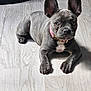 adorable, animal, canine, collar, companion, cute, dog, domestic_animal, ears, floor, french_bulldog, indoor, looking, lying_down, mammal, pet, playful, puppy, wooden_floor, young