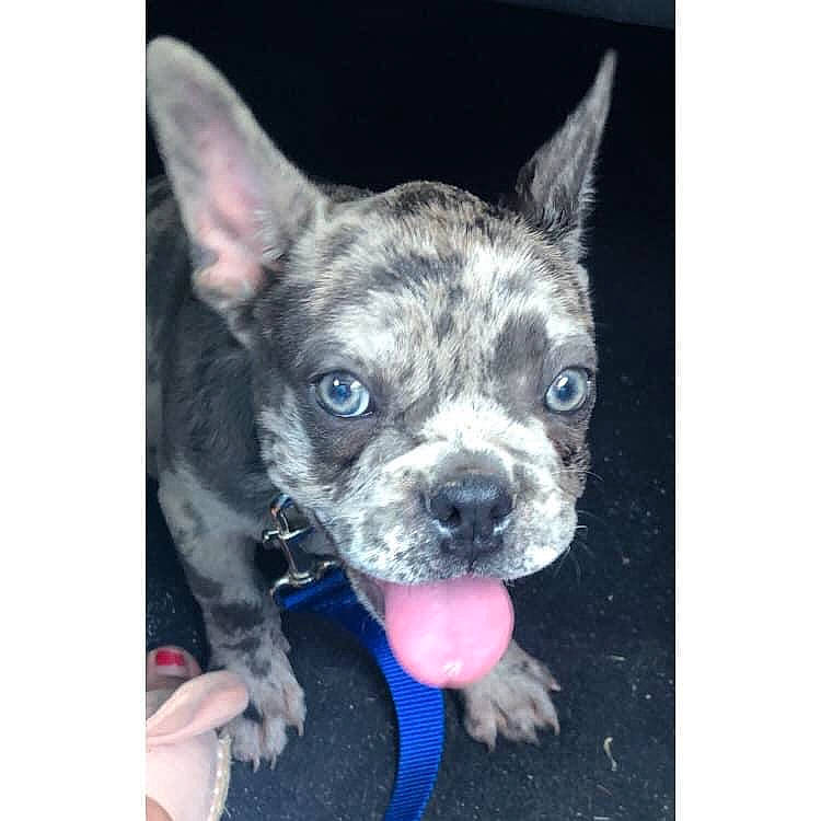 Prince participe au concours pour gagner de l'argent avec cette photo : american_pit_bull_terrier, boston_terrier, canidae, carnivore, companion_dog, dog, dog_breed, fawn, french_bulldog, mammal, non_sporting_group, puppy, rare_breed_dog, snout, vertebrate