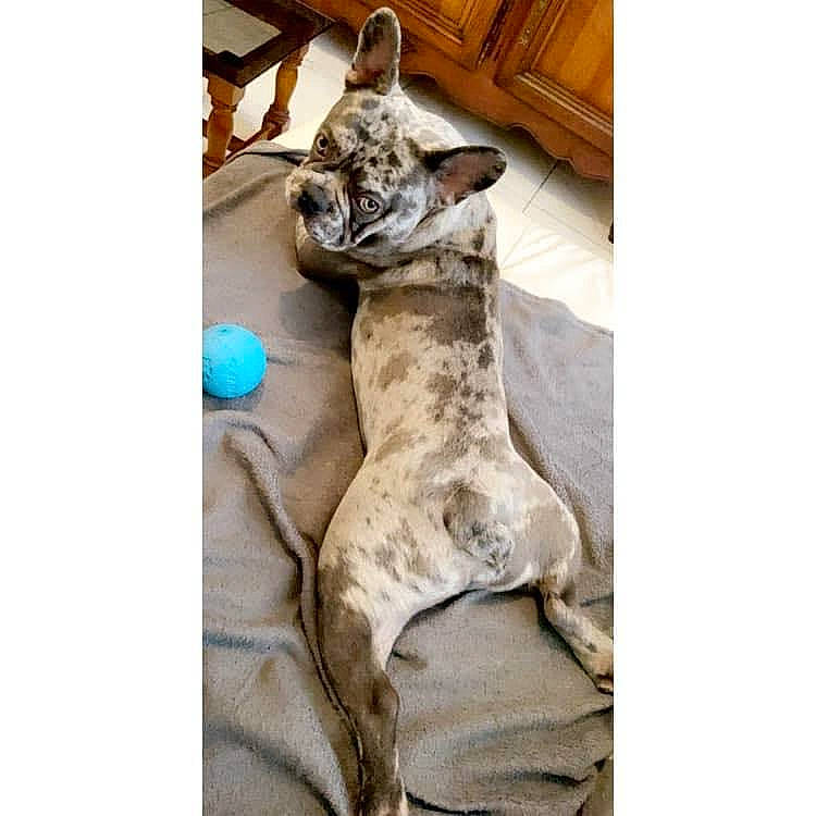 Prince participe au concours pour gagner de l'argent avec cette photo : beige, canidae, carnivore, cat, dog, dog_breed, fawn, felidae, french_bulldog, great_dane, guard_dog, non_sporting_group, puppy, tabby_cat, whippet