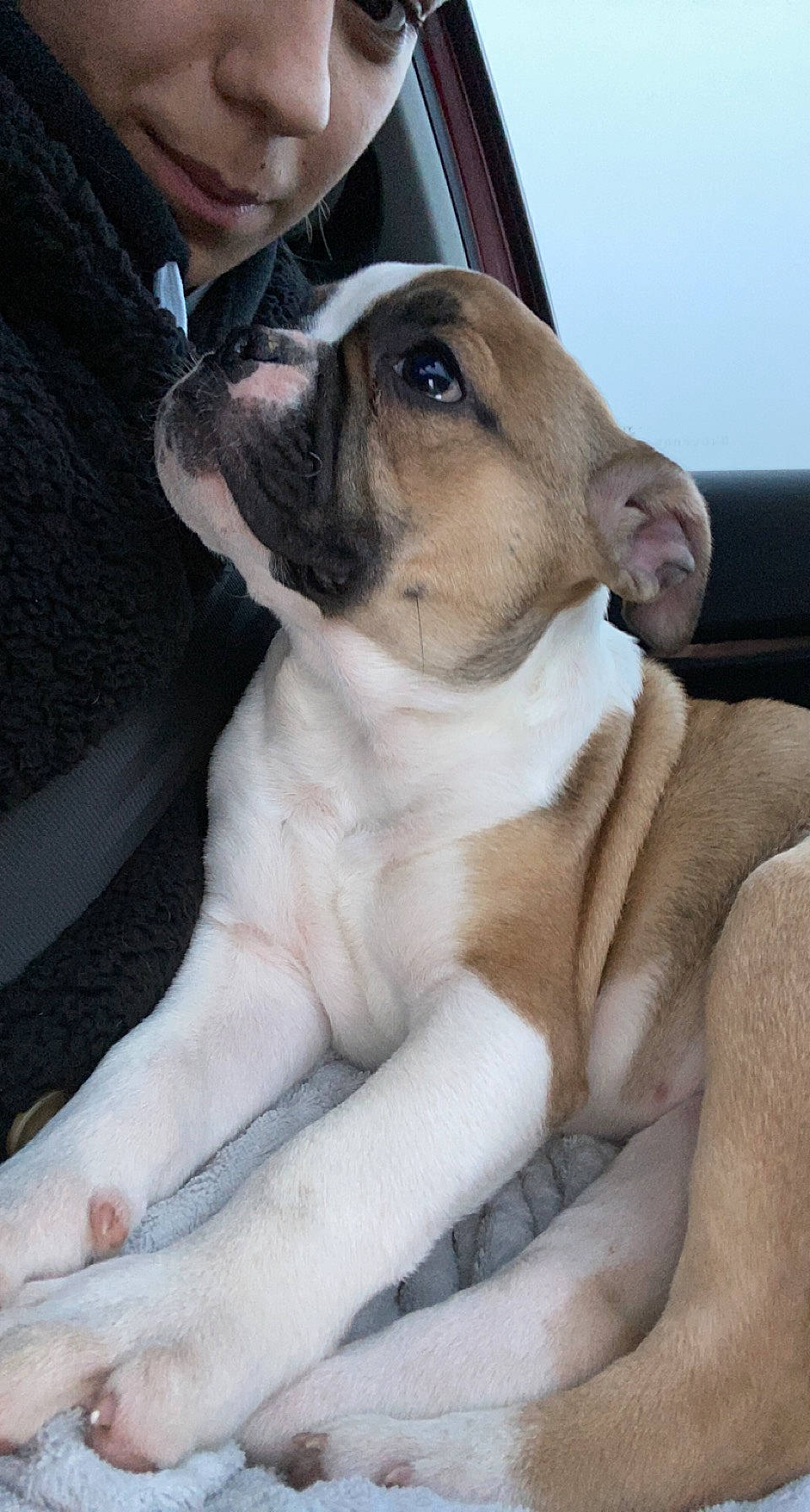 Princesse a rejoint le concours — aidez-le/la à gagner de superbes lots ! ancient_dog_breeds, canidae, collar, comfort, companion_dog, dog, dog_breed, dress_shirt, ear, guard_dog, molosser, non_sporting_group, paw, puppy, puppy_love, tie, whiskers, working_animal, working_dog, wrinkle