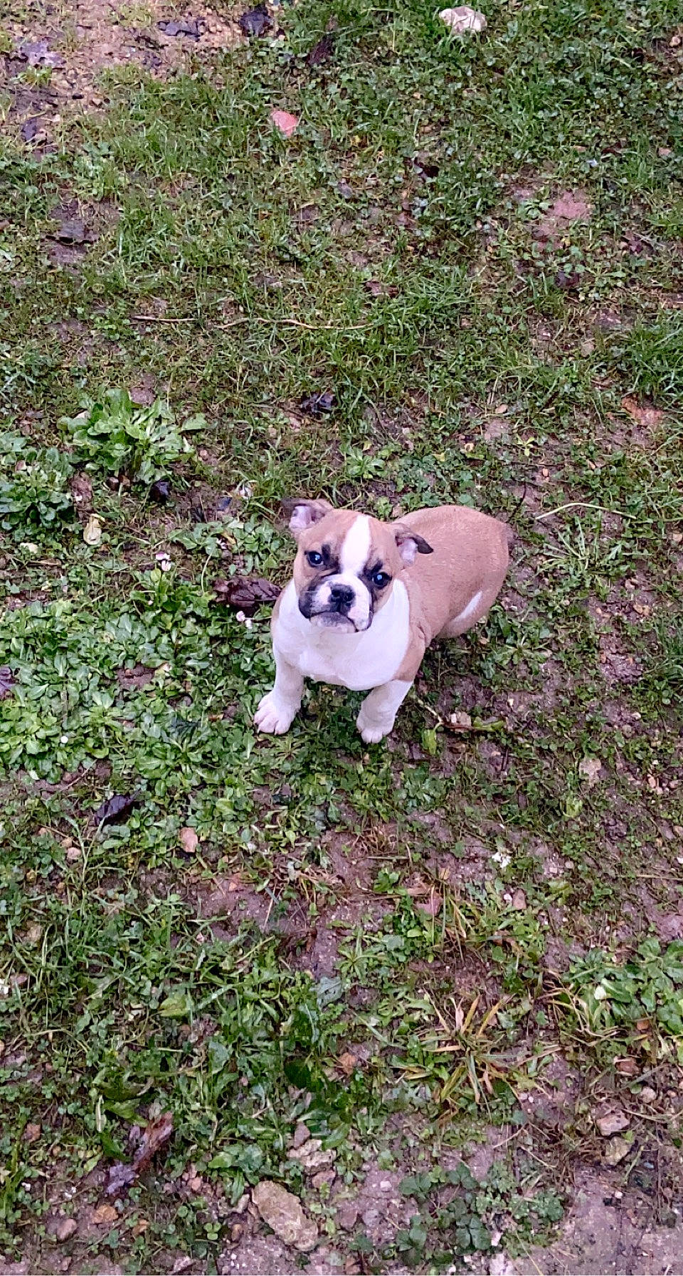 Princesse a rejoint le concours — aidez-le/la à gagner de superbes lots ! ball, boston_terrier, carnivore, companion_dog, dog, dog_breed, grass, groundcover, molosser, non_sporting_group, paw, plant, puppy, shrub, soil, tail, terrestrial_animal, toy_dog, whiskers, working_animal