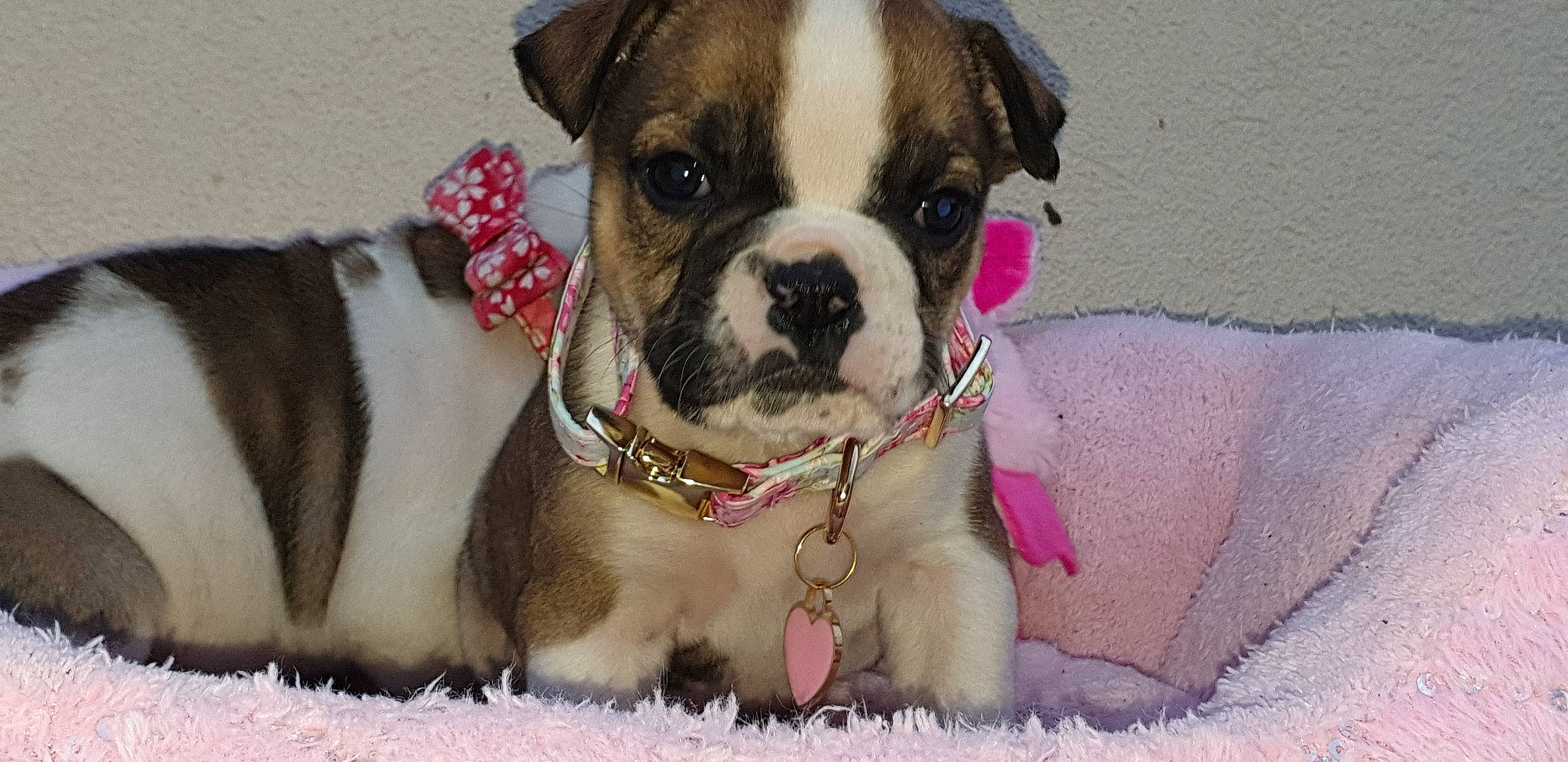 Princesse participe au concours pour gagner de l'argent avec cette photo : ancient_dog_breeds, bulldog, carnivore, collar, companion_dog, dog, dog_breed, dog_collar, dog_supply, fawn, fur, leash, olde_english_bulldogge, pet_supply, snout, toy_dog, whiskers, working_animal, working_dog, wrinkle