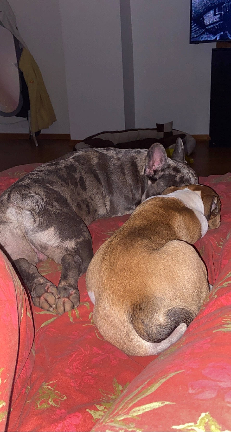 Princesse a rejoint le concours — aidez-le/la à gagner de superbes lots ! canidae, carnivore, comfort, companion_dog, dog, dog_bed, dog_breed, dog_supply, fawn, felidae, flooring, guard_dog, hardwood, linens, liver, nap, pet_supply, sporting_group, tail, working_animal