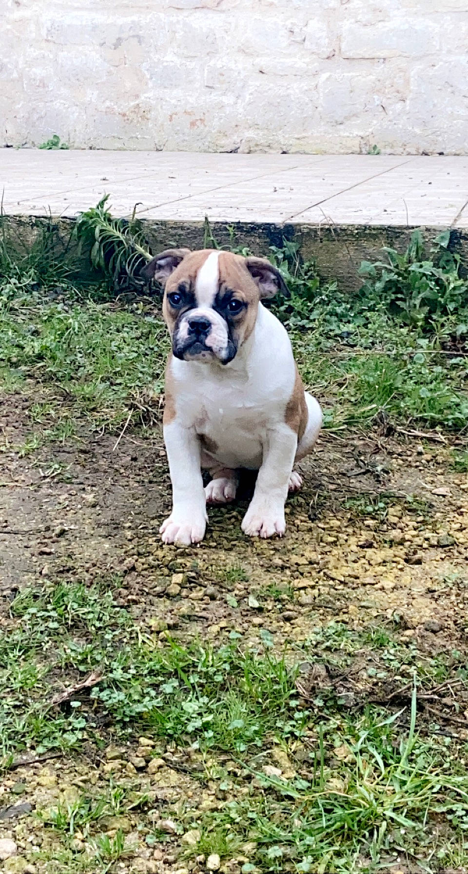 Princesse a rejoint le concours — aidez-le/la à gagner de superbes lots ! bulldog, canidae, carnivore, companion_dog, dog, dog_breed, fawn, french_bulldog, grass, groundcover, molosser, plant, pug, snout, soil, sporting_group, tail, toy_dog, tree, whiskers