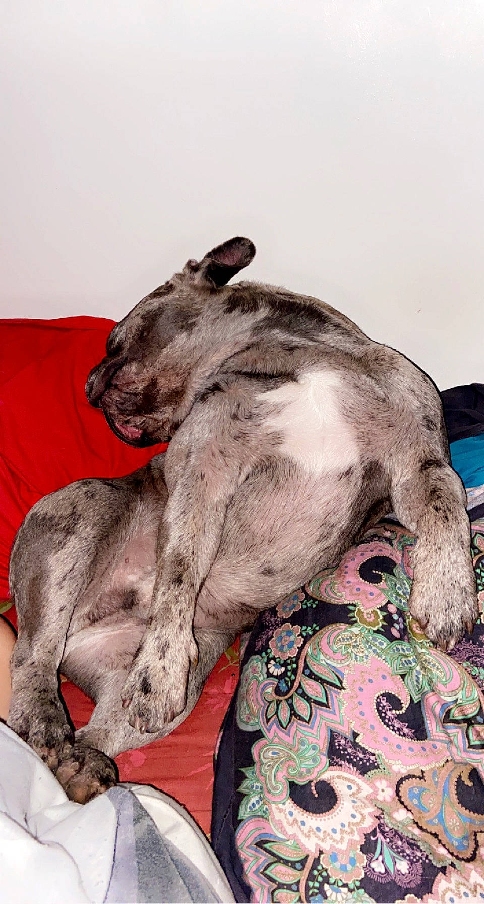 Prince participe au concours pour gagner de l'argent avec cette photo : canidae, carnivore, comfort, companion_dog, couch, dog, dog_breed, dog_supply, grey, kitchen_utensil, paw, pet_supply, pillow, snout, working_animal, working_dog