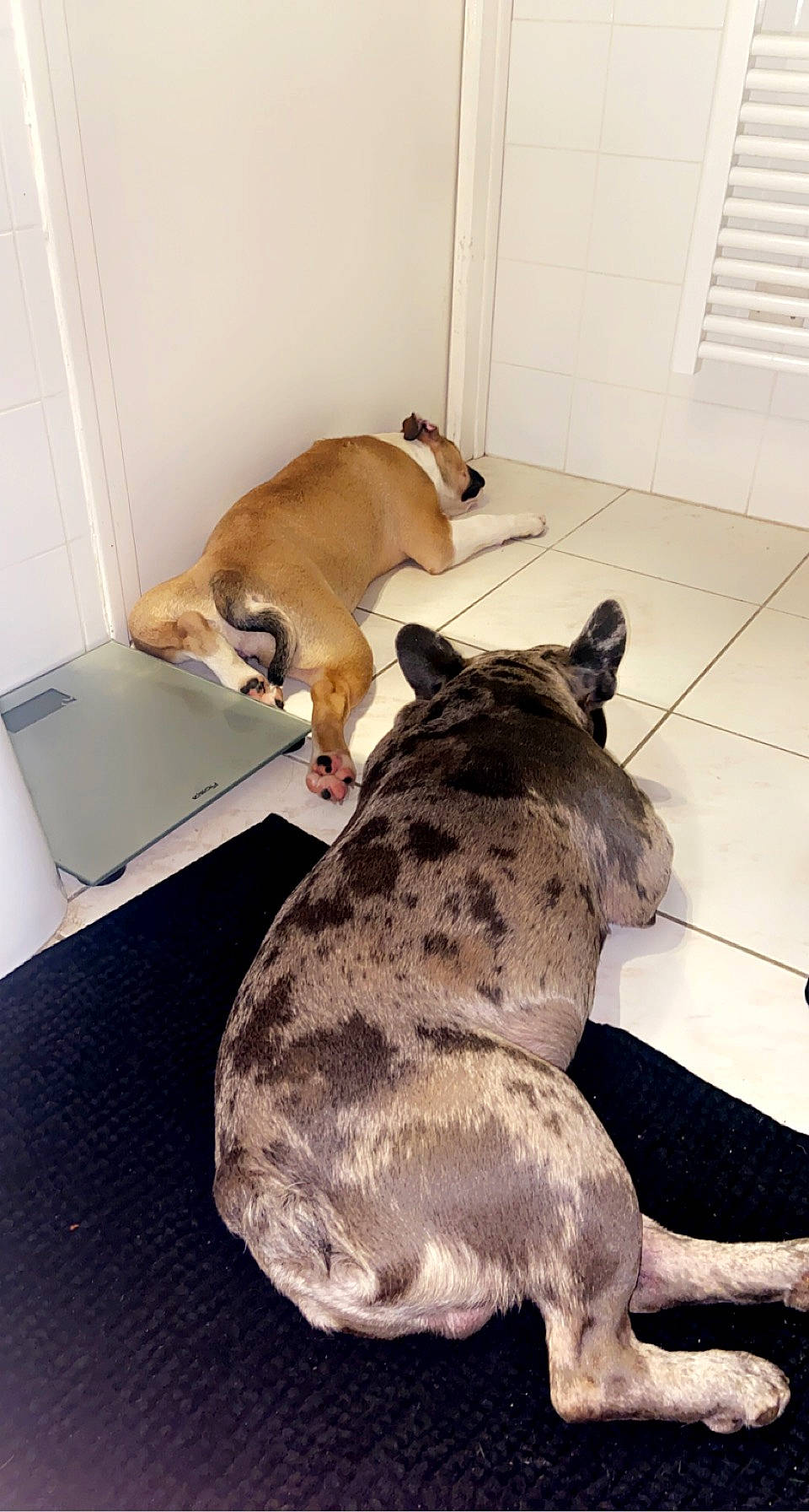 Prince Et Princesse participe au concours pour gagner de l'argent avec cette photo : canidae, carnivore, comfort, companion_dog, computer, dog, dog_breed, dog_supply, door, fawn, floor, flooring, laptop, personal_computer, pet_supply, snout, sporting_group, tail, window_blind, working_animal