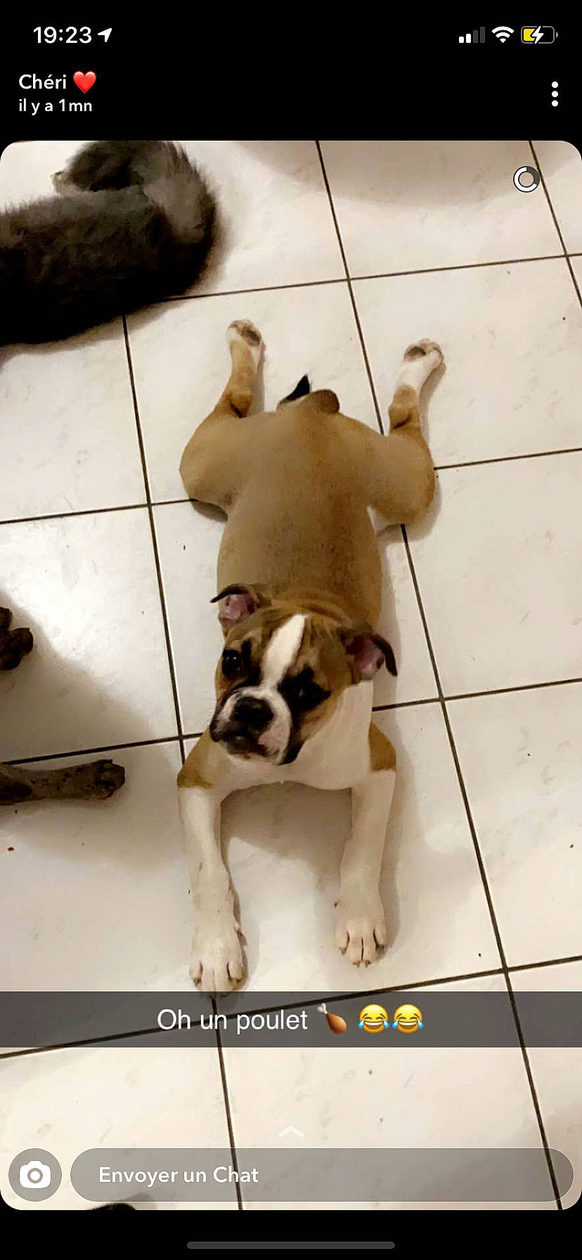 Prince Et Princesse a rejoint le concours — aidez-le/la à gagner de superbes lots ! ancient_dog_breeds, canidae, carnivore, collar, companion_dog, dog, dog_breed, dog_collar, fawn, floor, flooring, hardwood, paw, puppy_love, snout, tail, toy_dog, wood, working_animal, working_dog