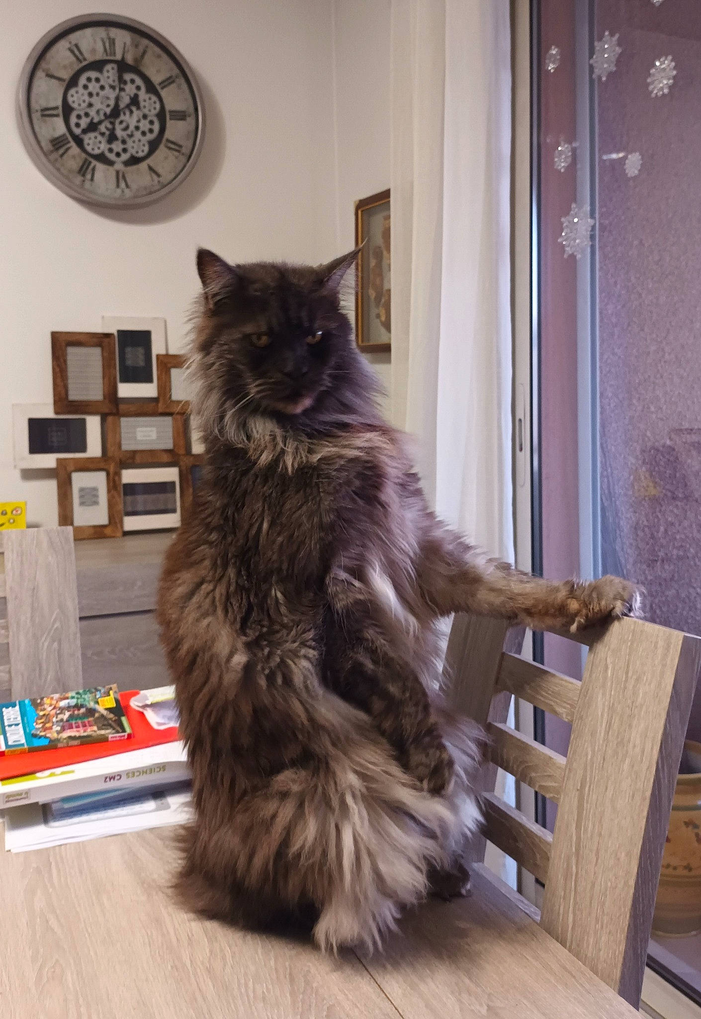 Jaiko a rejoint le concours — aidez-le/la à gagner de superbes lots ! black_cat, british_longhair, carnivore, cat, claw, comfort, domestic_short_haired_cat, door, felidae, floor, flooring, fur, grey, hardwood, laminate_flooring, small_to_medium_sized_cats, tail, whiskers, window, wood