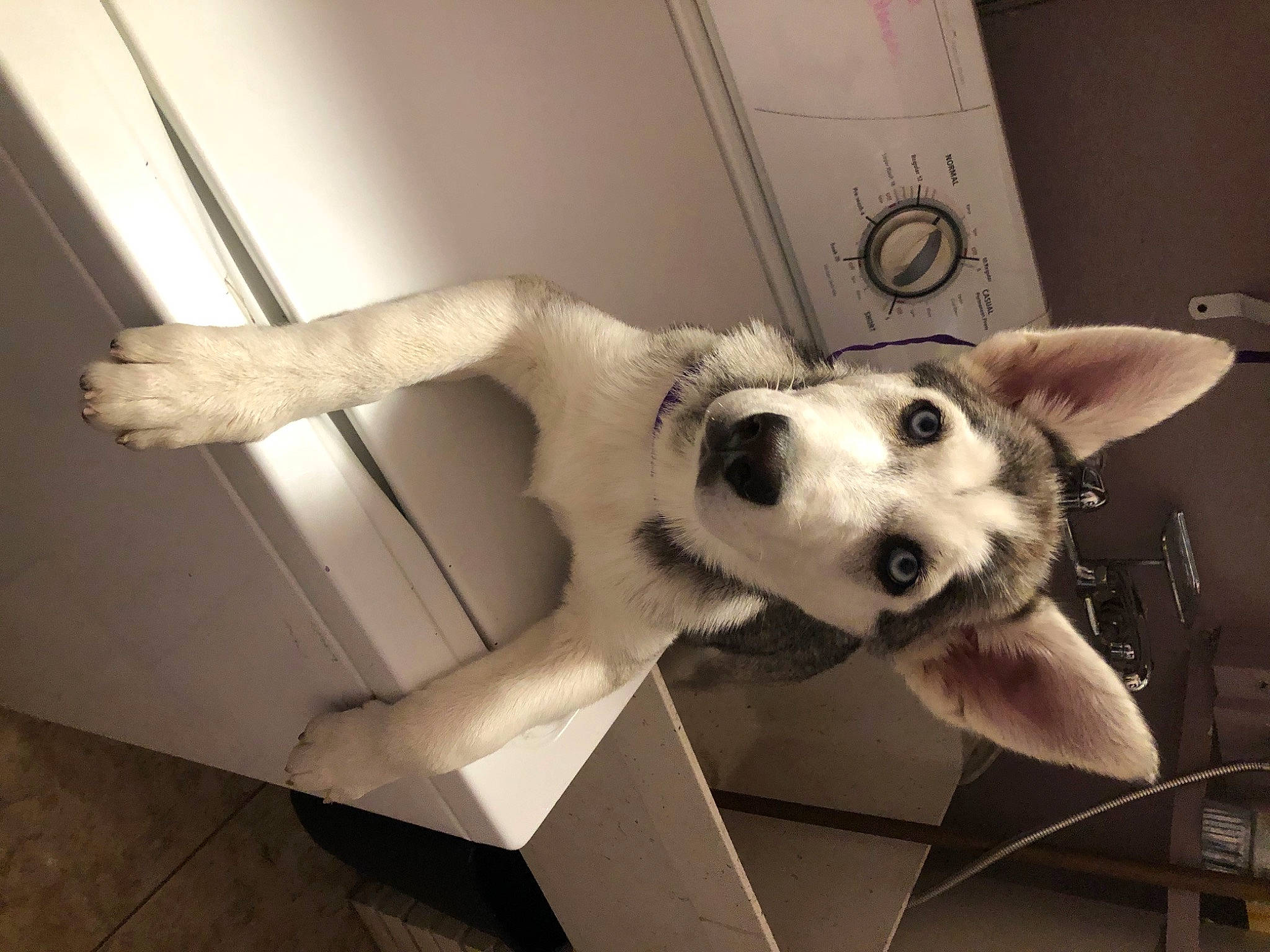 Astra joined the competition — help win amazing prizes! canidae, carnivore, companion_dog, dog, dog_breed, ear, eyewear, fawn, fur, happy, jaw, monochrome, monochrome_photography, selfie, snout, sporting_group, toy, toy_dog, whiskers, wing