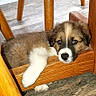 puppy, dog, wooden_chair, floor, resting, indoor, cute, sleepy, brown_fur, white_paw, pet, animal, domestic, young_dog, wood, furniture, relaxed, house, flooring, adorable
