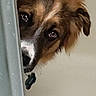 Reno joined the competition — help win amazing prizes! border_collie, canidae, carnivore, companion_dog, dog, dog_breed, dog_supply, door, eye, fawn, fur, head, snout, sporting_group, terrestrial_animal, whiskers, working_animal, working_dog