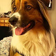 Reno is registered to the contest to win money with this photo: animal, bed, blanket, brown, collar, cute, dog, ears, face, fluffy, fur, furniture, happy, indoor, looking_away, pet, portrait, television, tongue_out, white