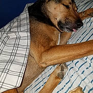 Jo Jo joined the competition — help win amazing prizes! broholmer, dog, dog_breed, dog_breed_group, dog_crossbreeds, dog_like_mammal, snout, whiskers