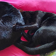 Olivia is registered to the contest to win money with this photo: animal, bed, black_cat, cat, companionship, cozy, cuddle, cute, domestic_animal, fluffy, fur, indoor, paw, pets, pink_background, relaxing, resting, sleeping, tail, two_cats