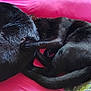 animal, bed, black_cat, cat, companionship, cozy, cuddle, cute, domestic_animal, fluffy, fur, indoor, paw, pets, pink_background, relaxing, resting, sleeping, tail, two_cats