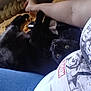 animal, arm, black_cat, casual, cat, close_up, comfort, cozy, feline, home, indoor, jeans, leisure, marvel_shirt, person, pet, playing, relaxed, resting, yellow_blanket