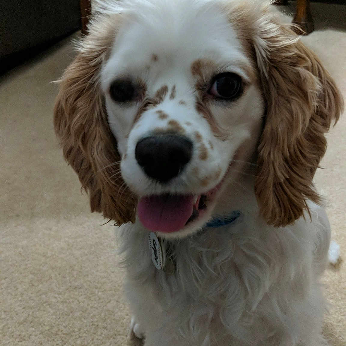 Augustine is registered to the contest to win money with this photo: american_cocker_spaniel, carnivoran, cavalier_king_charles_spaniel, cockapoo, companion_dog, dog, dog_breed, dog_breed_group, dog_like_mammal, english_cocker_spaniel, king_charles_spaniel, puppy, russian_spaniel, snout, spaniel, sporting_group