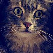 Beetle a rejoint le concours — aidez-le/la à gagner de superbes lots ! aegean_cat, american_curl, cat, cat_like_mammal, close_up, domestic_long_haired_cat, domestic_short_haired_cat, eye, kitten, mammal, norwegian_forest_cat, organ, ragamuffin, siberian, small_to_medium_sized_cats, snout, whiskers