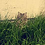 Beetle participe au concours pour gagner de l'argent avec cette photo : ecosystem, fauna, grass, grass_family, meadow, plant, screenshot, wildlife