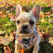 Bentley joined the competition — help win amazing prizes! adorable, animal, autumn_leaves, closeup, cute, dog, ears, face, fall, french_bulldog, grass, harness, nature, outdoor, pet, puppy, sitting, sunlight, toy_story, young