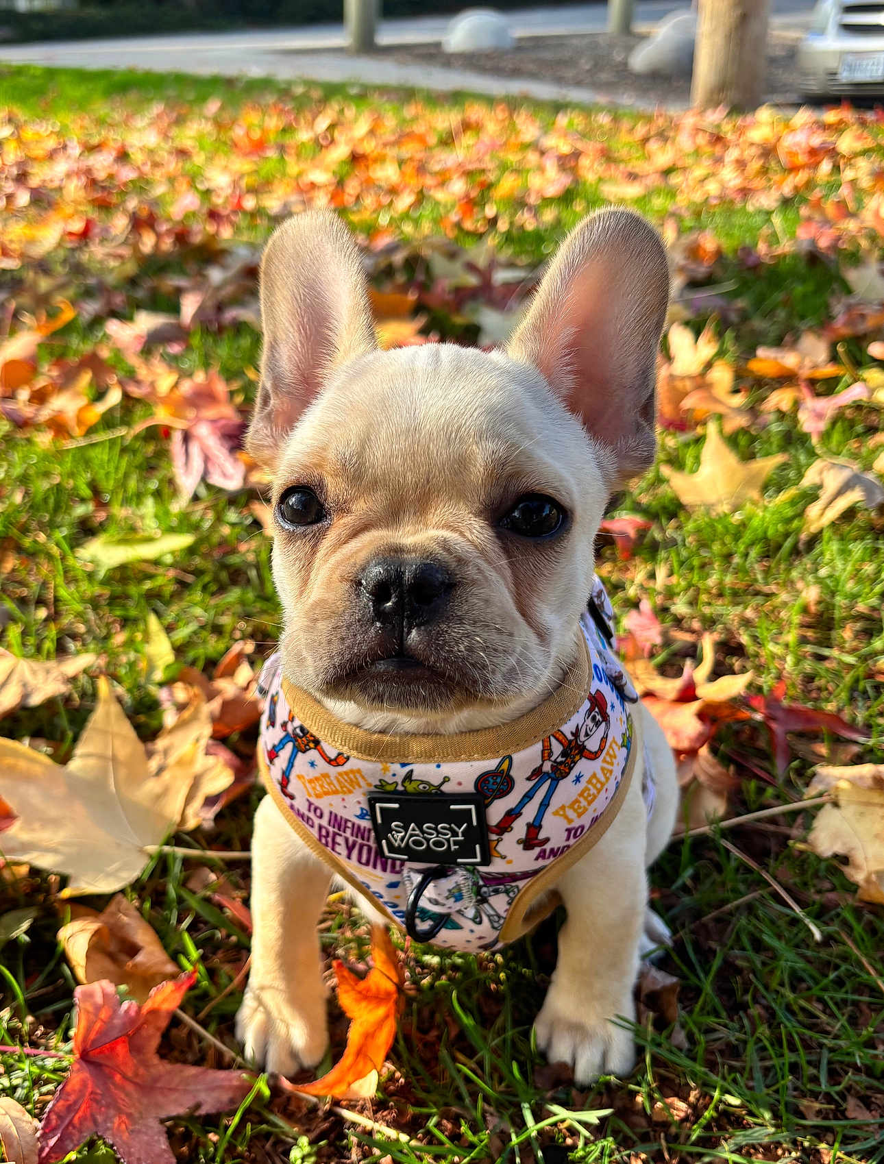 Bentley