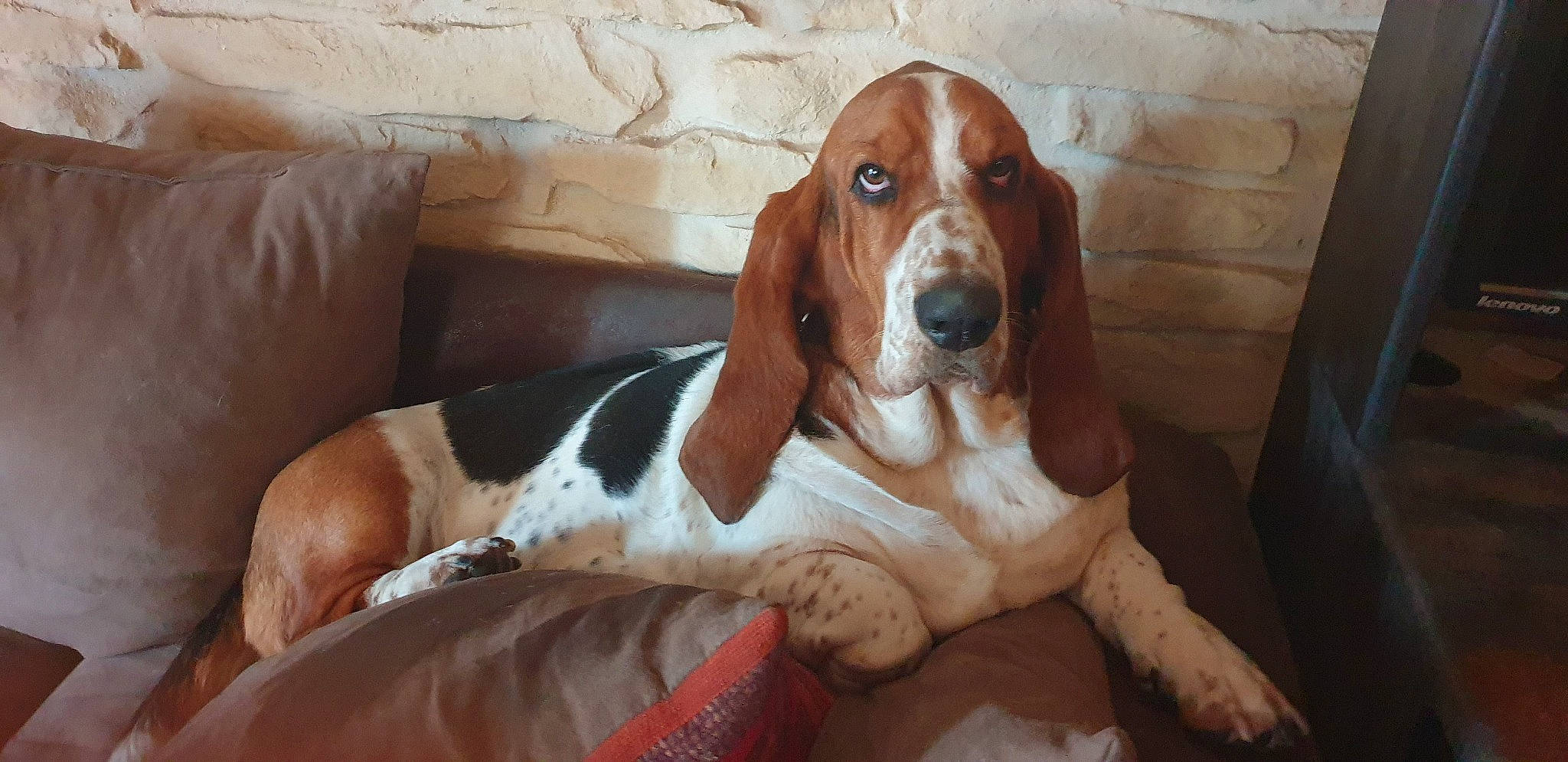 Ratatouille participe au concours pour gagner de l'argent avec cette photo : canidae, carnivore, comfort, companion_dog, dog, dog_breed, fawn, hardwood, hound, hunting_dog, liver, scent_hound, sporting_group, terrestrial_animal, wood, working_animal