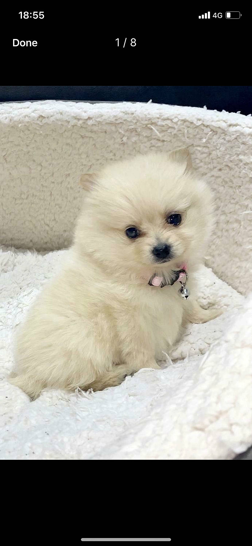 Fendi joined the competition — help win amazing prizes! canidae, carnivore, companion_dog, dog, dog_breed, fur, maltepoo, non_sporting_group, snout, snow, sporting_group, toy_dog, working_animal