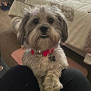 Masii is registered to the contest to win money with this photo: dog, pet, indoor, bedroom, carpet, red_collar, fur, cute, animal, knees, person, cozy, bed, blanket, tag, close_up, friendly, playful, small_dog, curly_fur