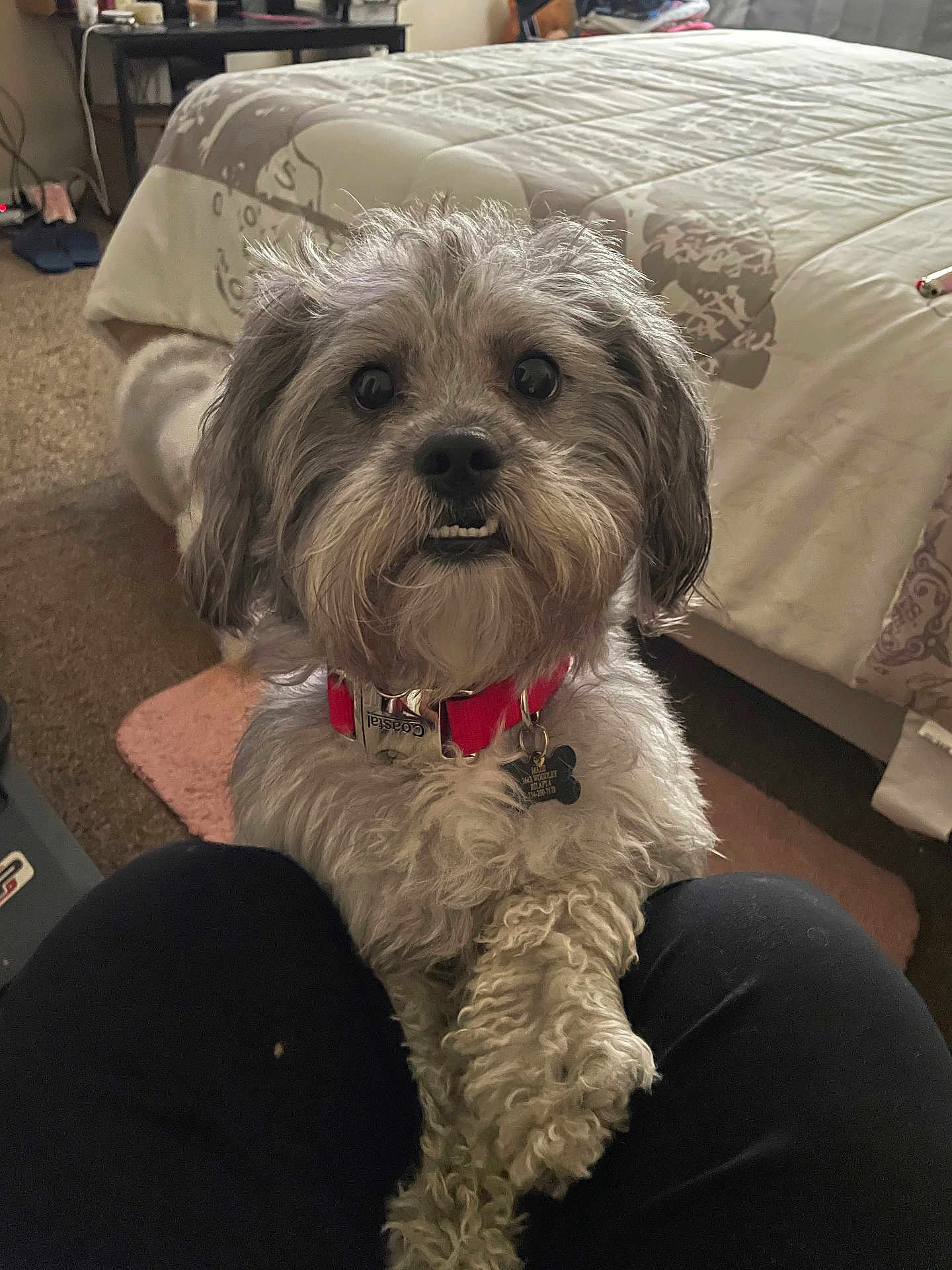 Masii is registered to the contest to win money with this photo: dog, pet, indoor, bedroom, carpet, red_collar, fur, cute, animal, knees, person, cozy, bed, blanket, tag, close_up, friendly, playful, small_dog, curly_fur