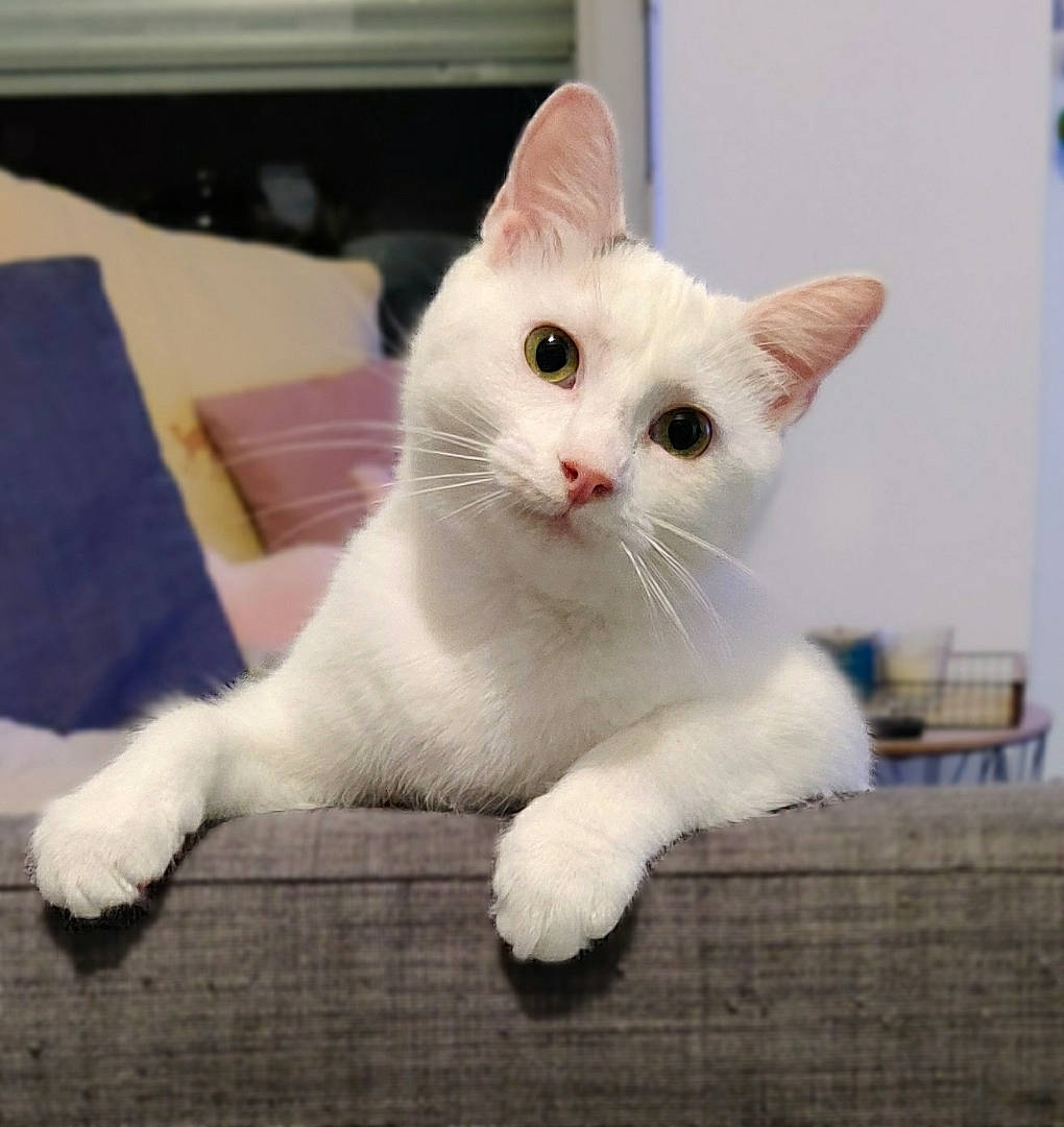 Romy a rejoint le concours — aidez-le/la à gagner de superbes lots ! blue, carnivore, cat, eye, felidae, floor, flooring, green, kitten, mammal, organism, photograph, product, small_to_medium_sized_cats, snout, tail, technology, vertebrate, whiskers, white