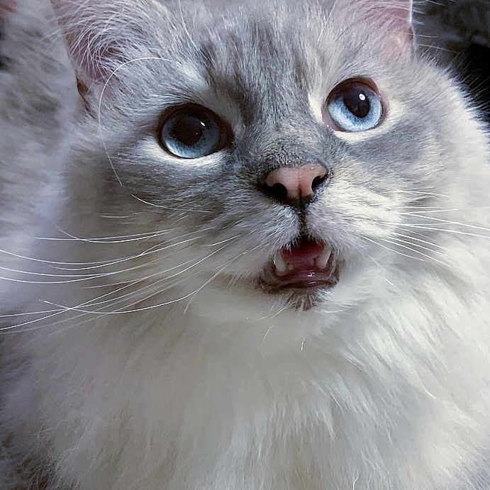 Muffin is registered to the contest to win money with this photo: abyssinian, angora, animal, bodypart, brasssection, cat, face, head, horn, kitten, manx, mouth, person, pet, photography, portrait, siamese, snout, tongue, white