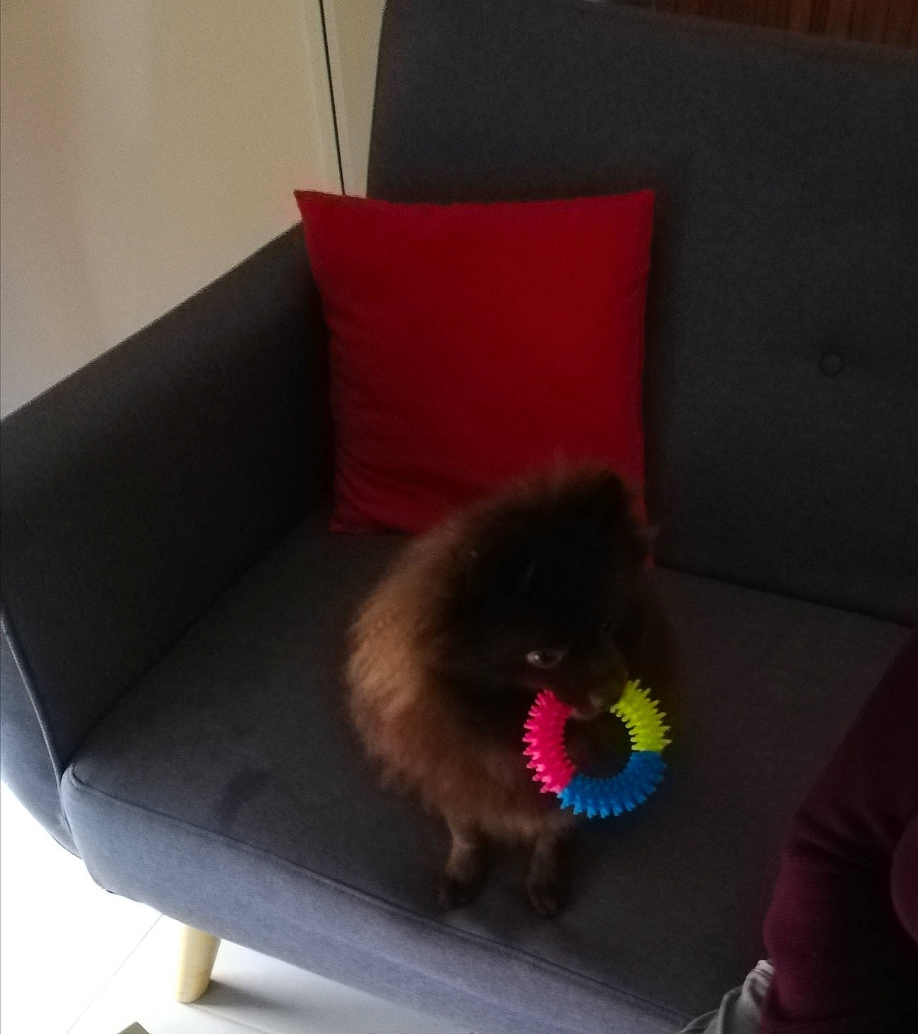 Rosa participe au concours pour gagner de l'argent avec cette photo : carnivore, comfort, companion_dog, couch, dog, dog_breed, fawn, felidae, floor, flooring, fur, hardwood, pillow, rectangle, small_to_medium_sized_cats, spitz, studio_couch, tail, toy_dog, whiskers