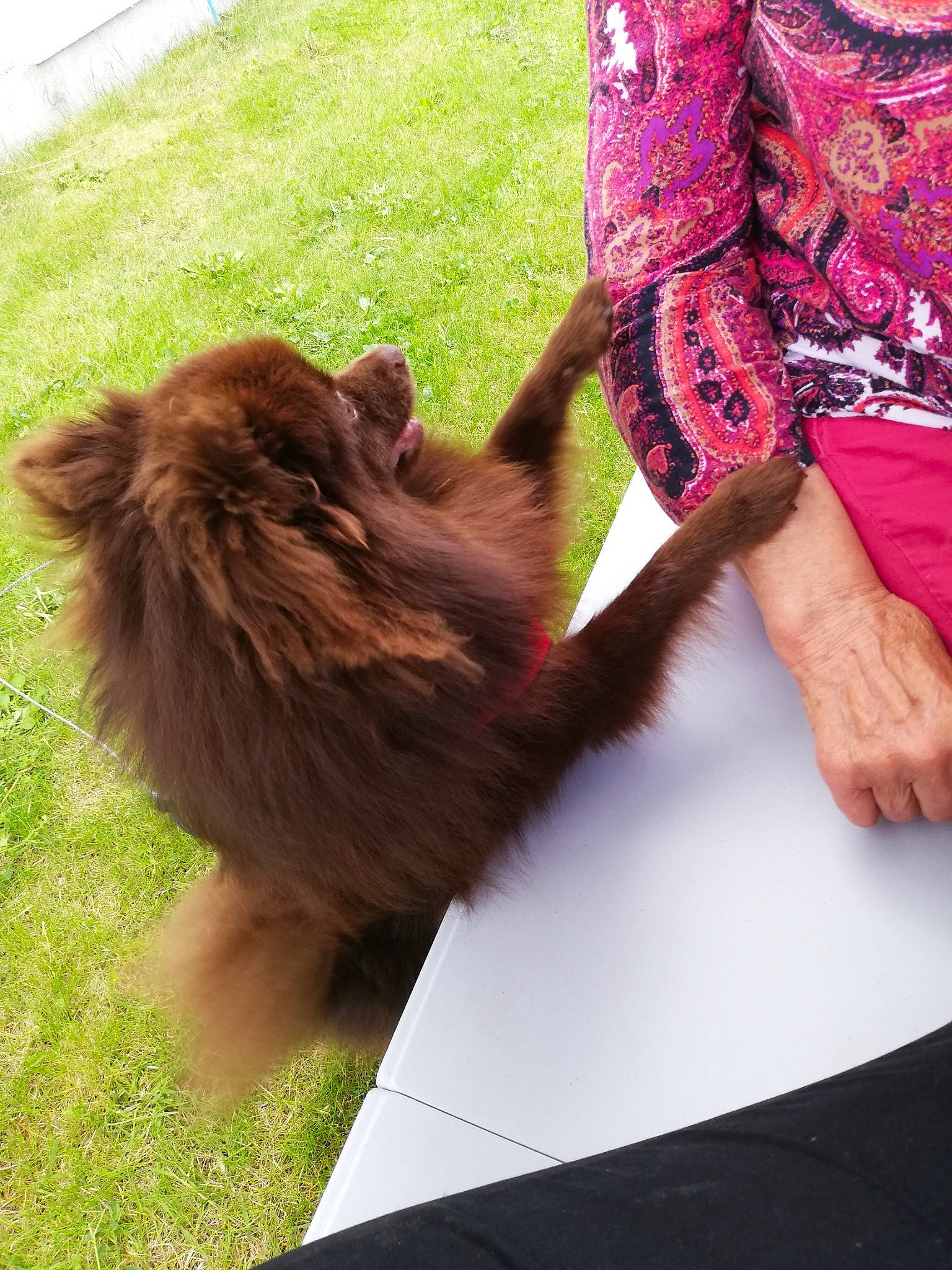 Rosa participe au concours pour gagner de l'argent avec cette photo : carnivore, companion_dog, dog_breed, fawn, felidae, foot, gesture, grass, human_leg, liver, plant, primate, sleeve, small_to_medium_sized_cats, snout, sporting_group, tail, terrestrial_animal, working_animal, wrist