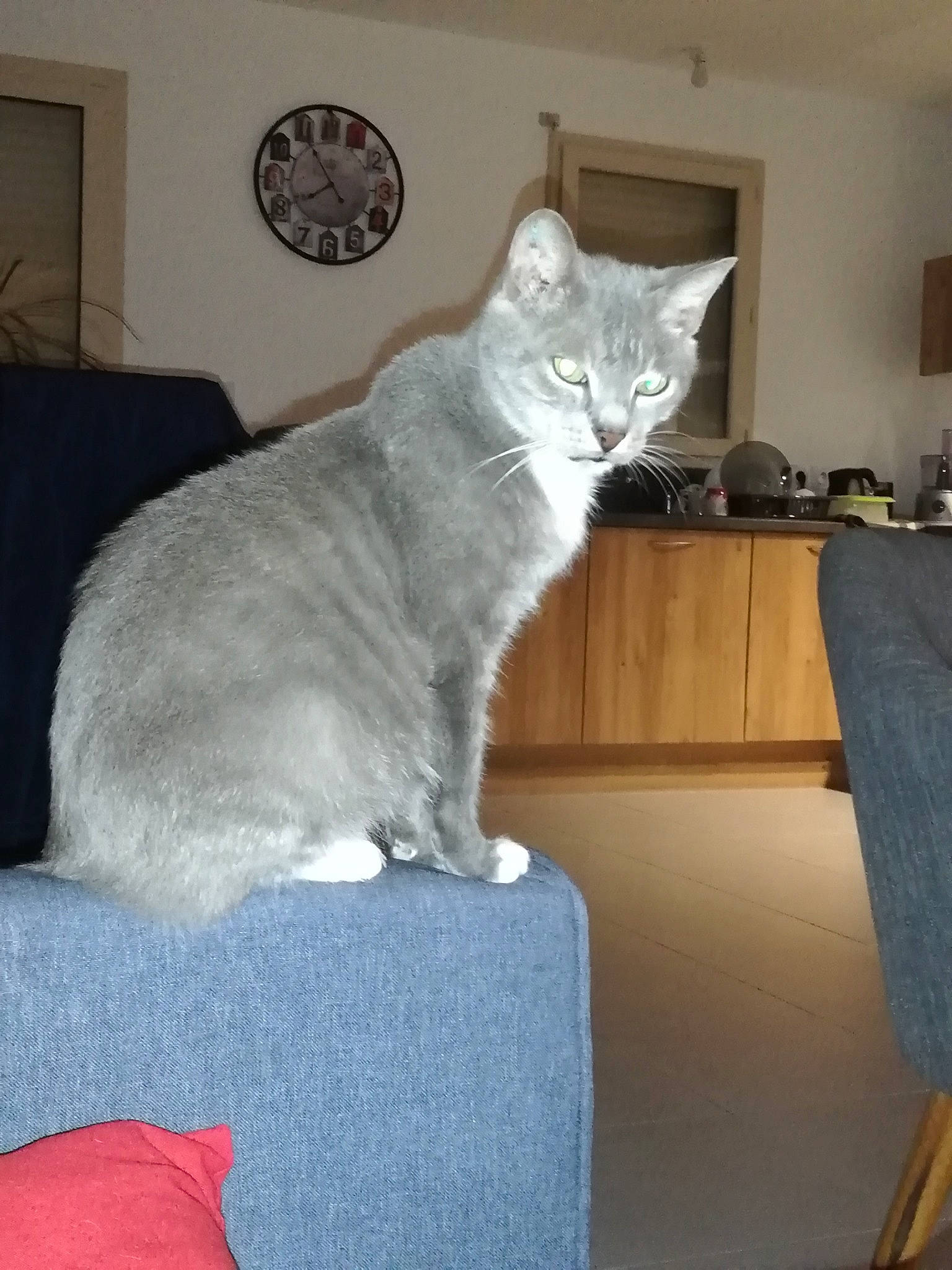 Ticha a rejoint le concours — aidez-le/la à gagner de superbes lots ! carnivore, cat, clock, comfort, couch, domestic_short_haired_cat, felidae, flooring, fur, grey, hardwood, paw, room, sitting, small_to_medium_sized_cats, snout, tail, whiskers, window, wood