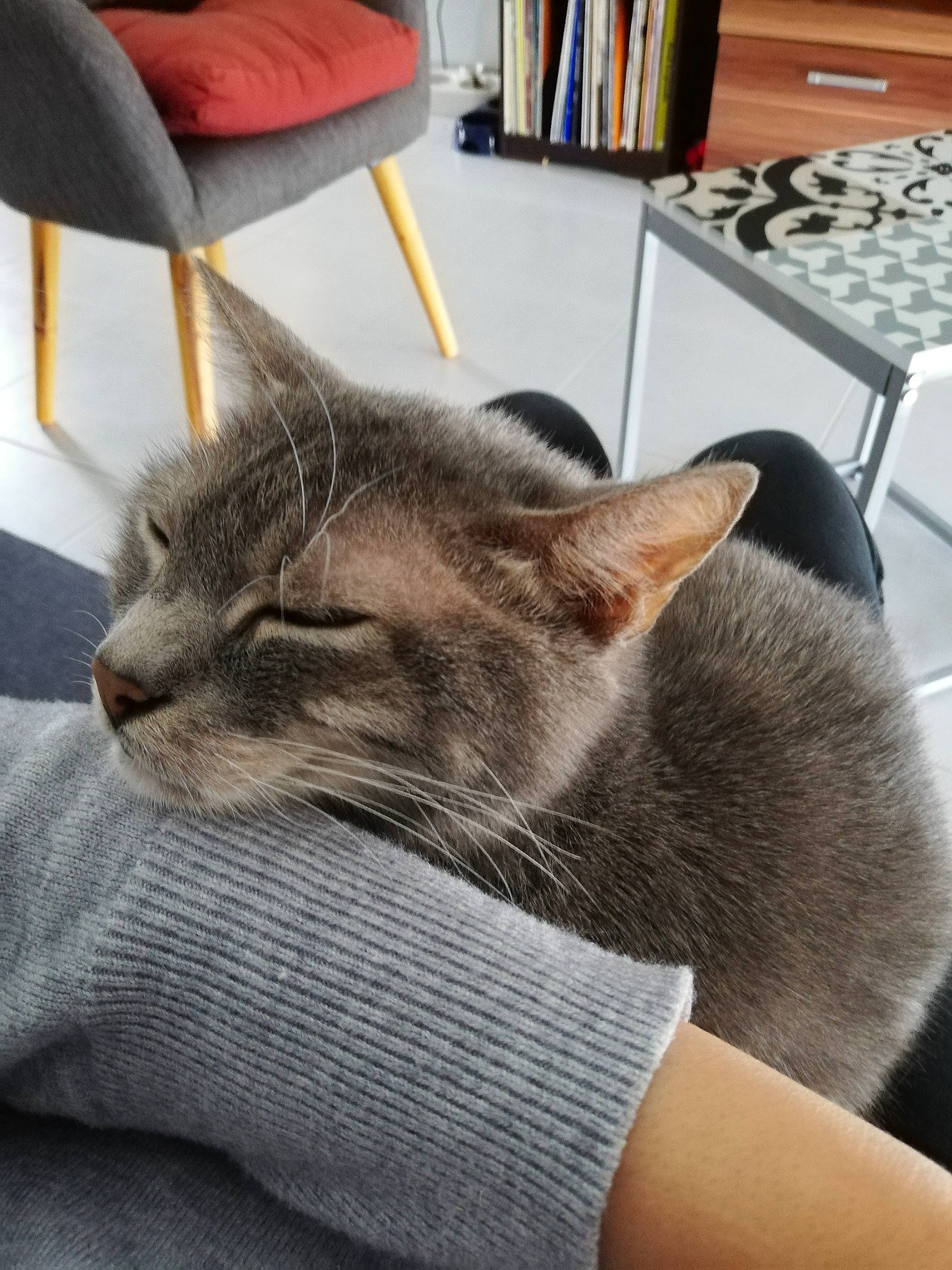 Ticha participe au concours pour gagner de l'argent avec cette photo : carnivore, cat, comfort, computer_keyboard, domestic_short_haired_cat, felidae, flooring, fur, grey, human_leg, input_device, lap, nap, paw, peripheral, publication, room, small_to_medium_sized_cats, whiskers, wood