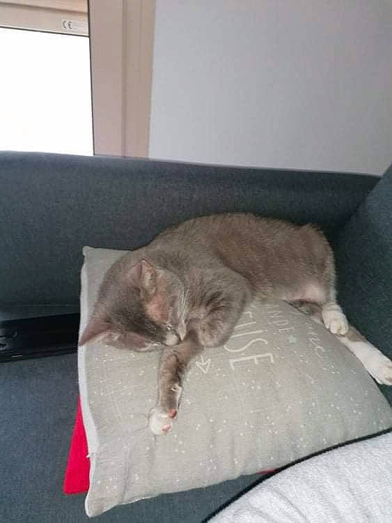 Ticha participe au concours pour gagner de l'argent avec cette photo : canidae, carnivore, cat, comfort, couch, dog_breed, domestic_short_haired_cat, fawn, felidae, flooring, fur, grey, nap, paw, room, small_to_medium_sized_cats, sporting_group, table, tail, whiskers