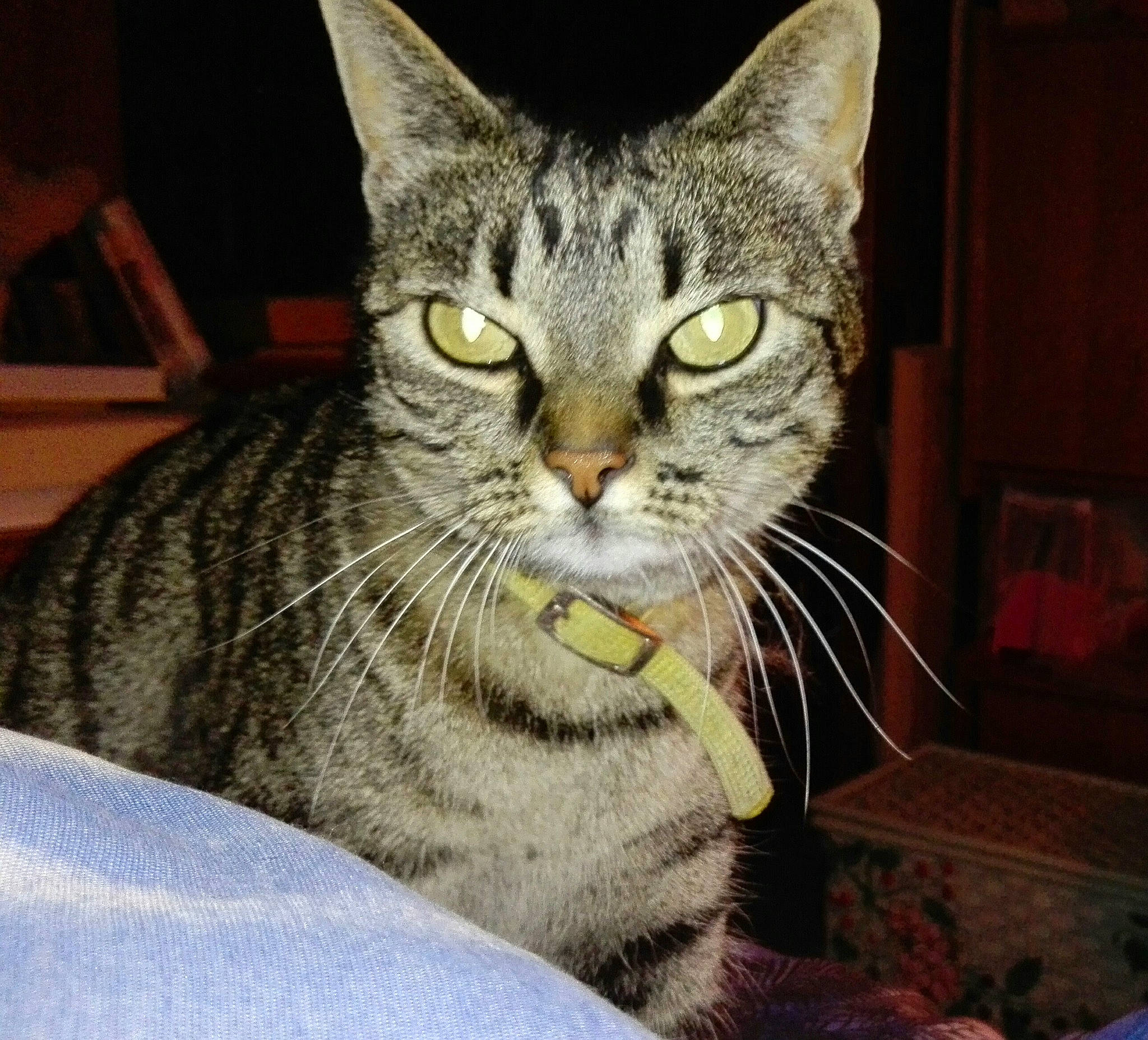 Rose a rejoint le concours — aidez-le/la à gagner de superbes lots ! carnivore, cat, claw, comfort, domestic_short_haired_cat, eye, felidae, fur, paw, sitting, small_to_medium_sized_cats, snout, terrestrial_animal, whiskers