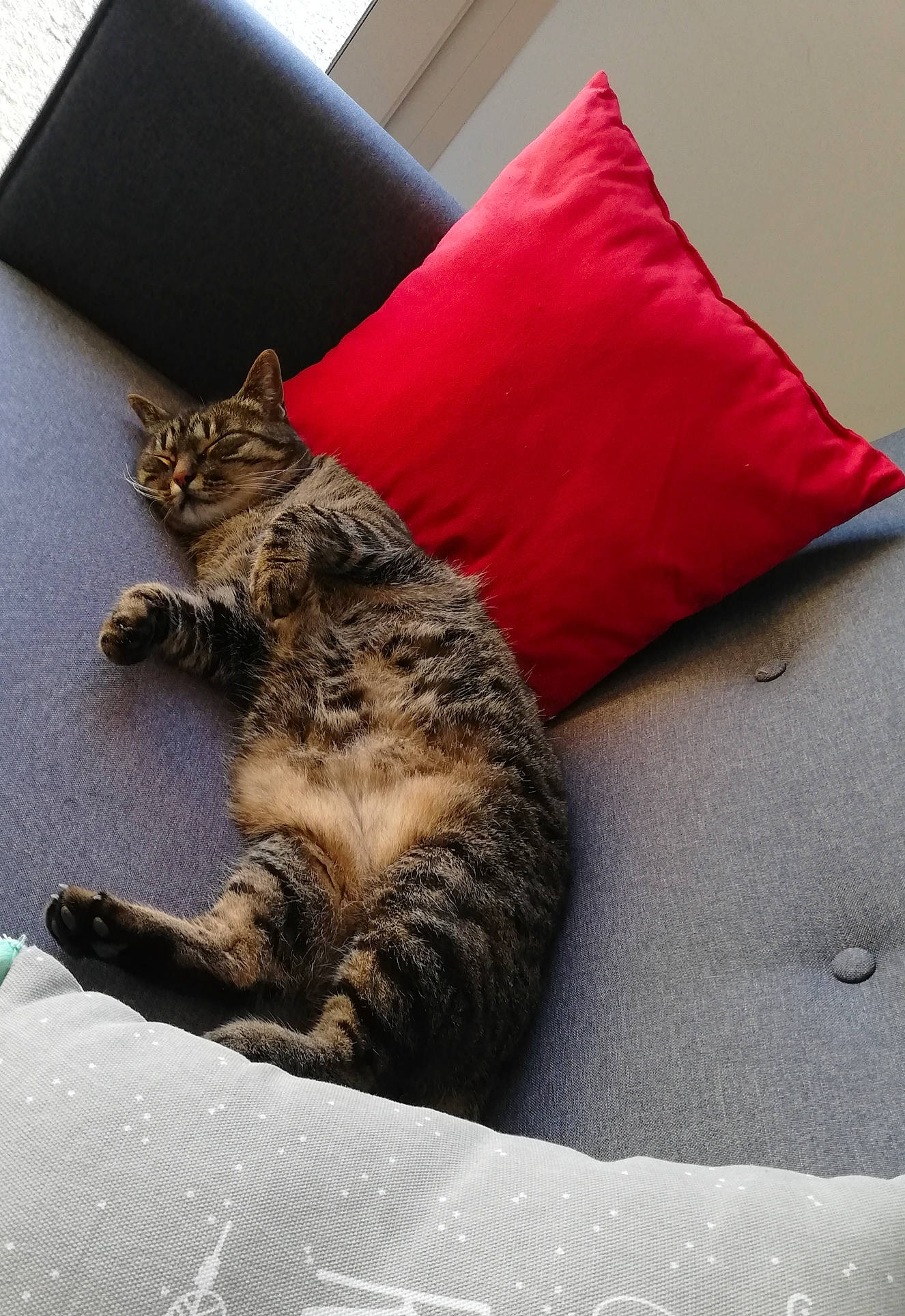 Rose participe au concours pour gagner de l'argent avec cette photo : bed, bedding, carnivore, cat, claw, comfort, couch, domestic_short_haired_cat, felidae, fur, grey, linens, mammal, nap, paw, room, small_to_medium_sized_cats, snout, tail, whiskers